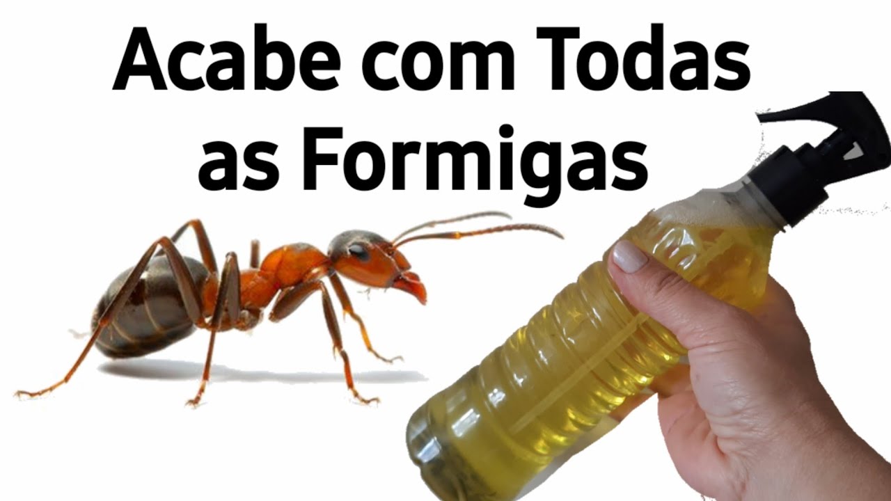 Como fazer misturinha caseira para eliminar formigas