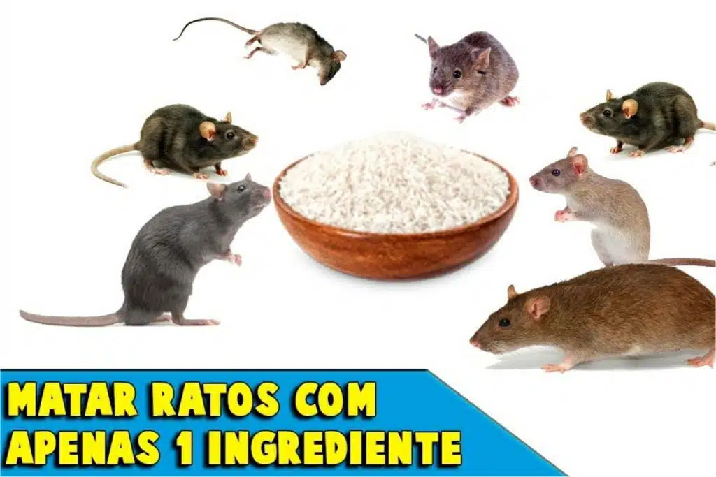 acabar com os ratos